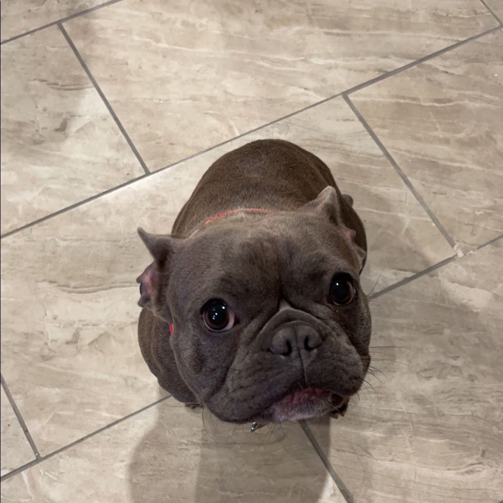 Meet your Posher, Gracie